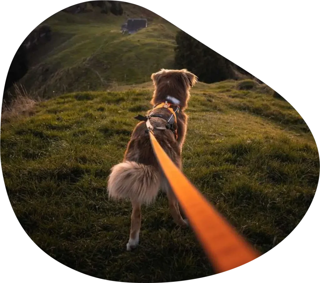 Balade de chien en laisse. Du site Pet sitter à Valence - Garde La Truffe