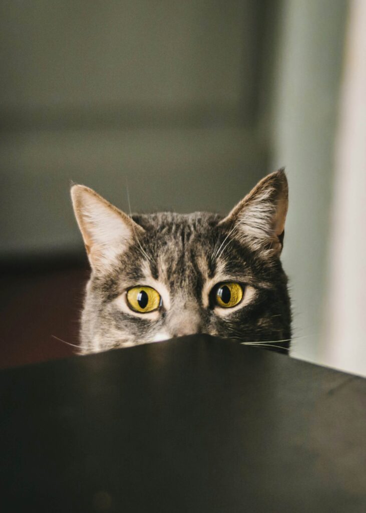 Chat en visite de Garde La Truffe, pet sitter à valence