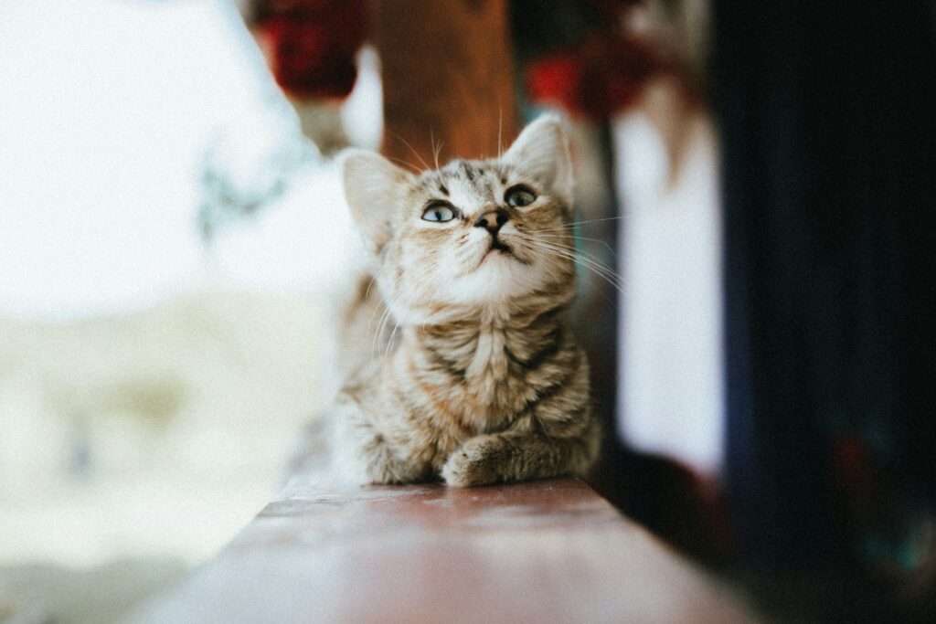 Pet sitter à Valence