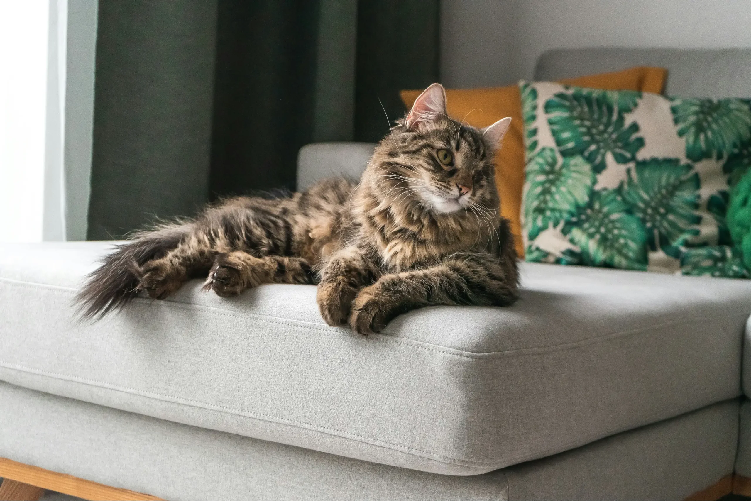 Pet sitter à Valence - Garde La Truffe
