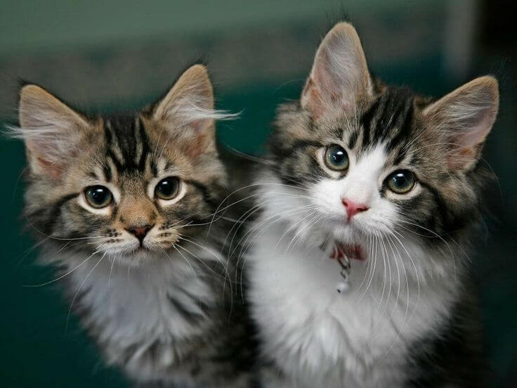 Image de chats pour Visites à domicile à Valence