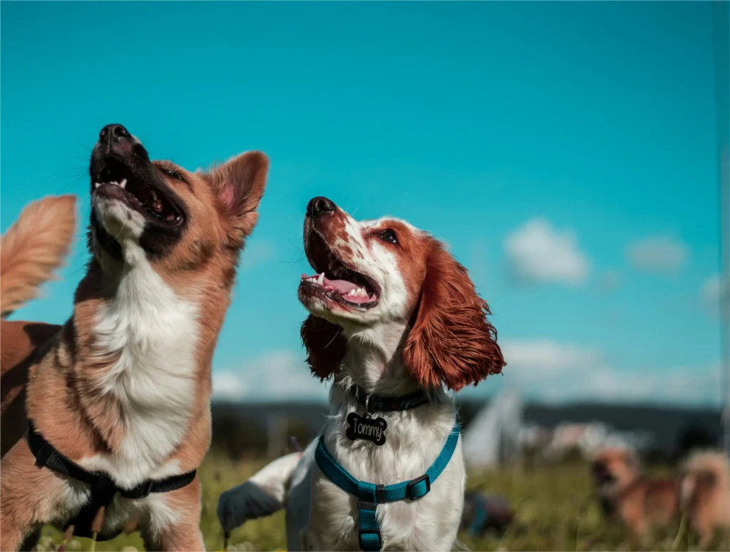 Promenades chiens, Pet sitter à Valence; Garde La Truffe