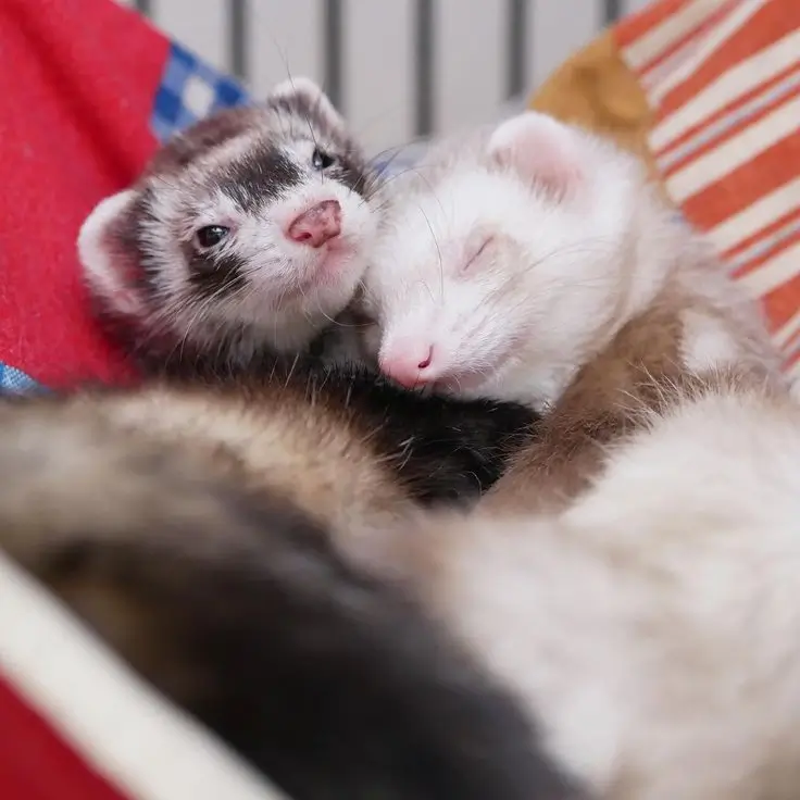 Image d'un furet pour Visites à domicile à Valence