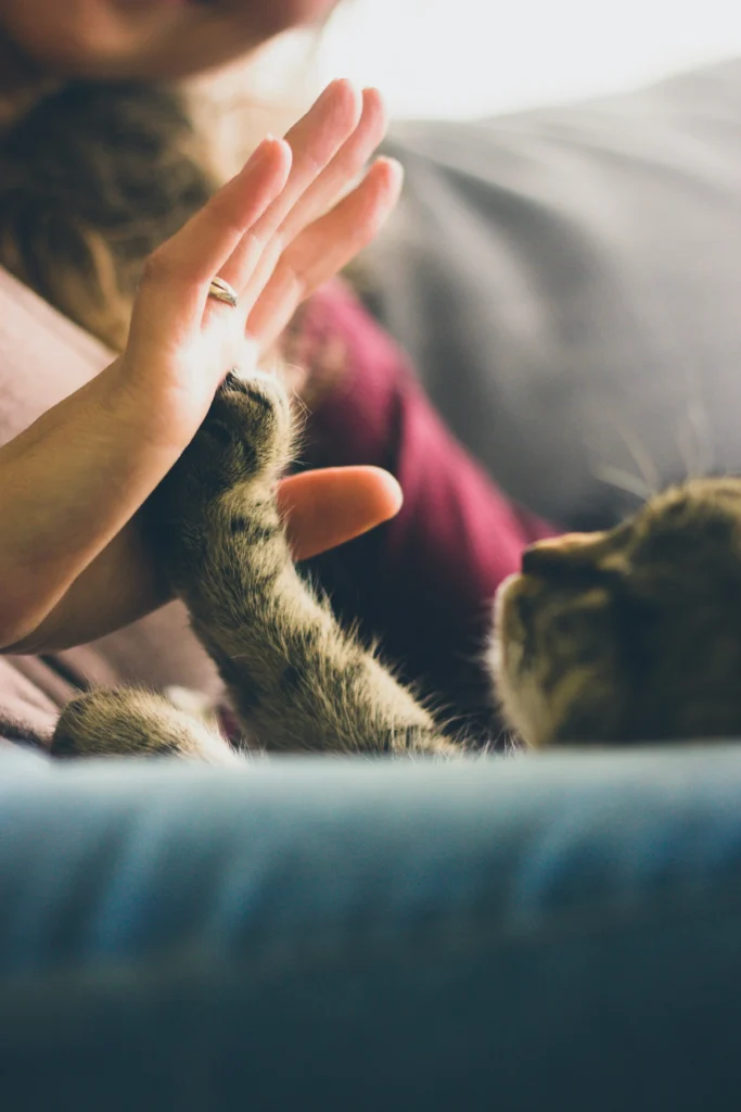 Pet sitter à Valence