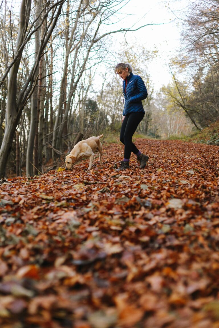 Image article Balade en foret avec son chien. Du site Garde La Truffe, Pet sitter à Valence
