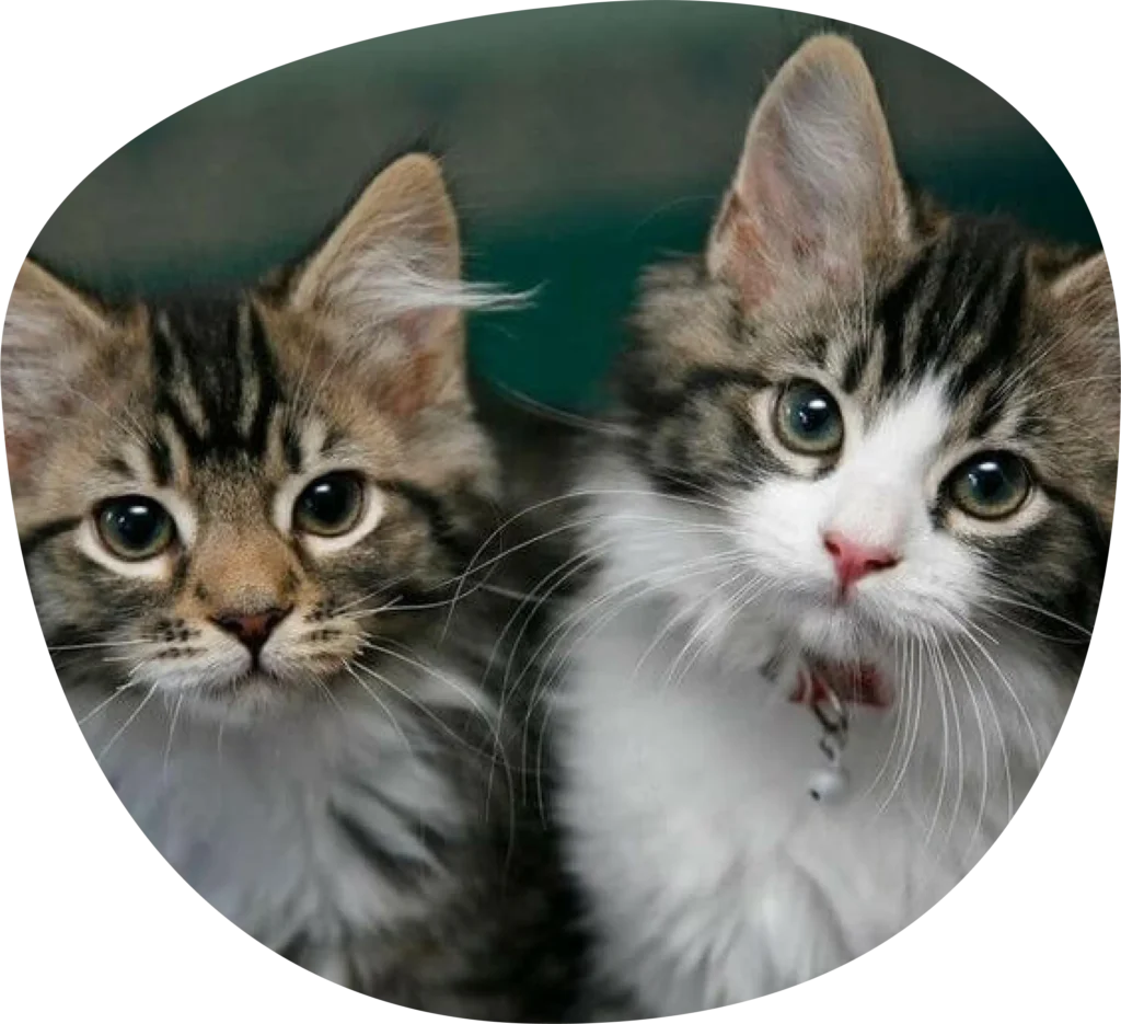 image de chat du site Garde La Truffe, pet sitter Valence