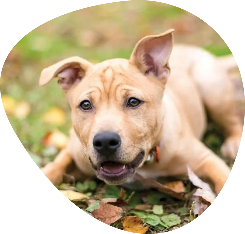 Image de Chien en balade de Garde La Truffe, Pet sitter à Valence