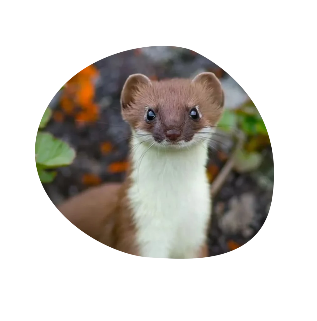 Image de Furet de Garde La Truffe, Pet sitter à Valence