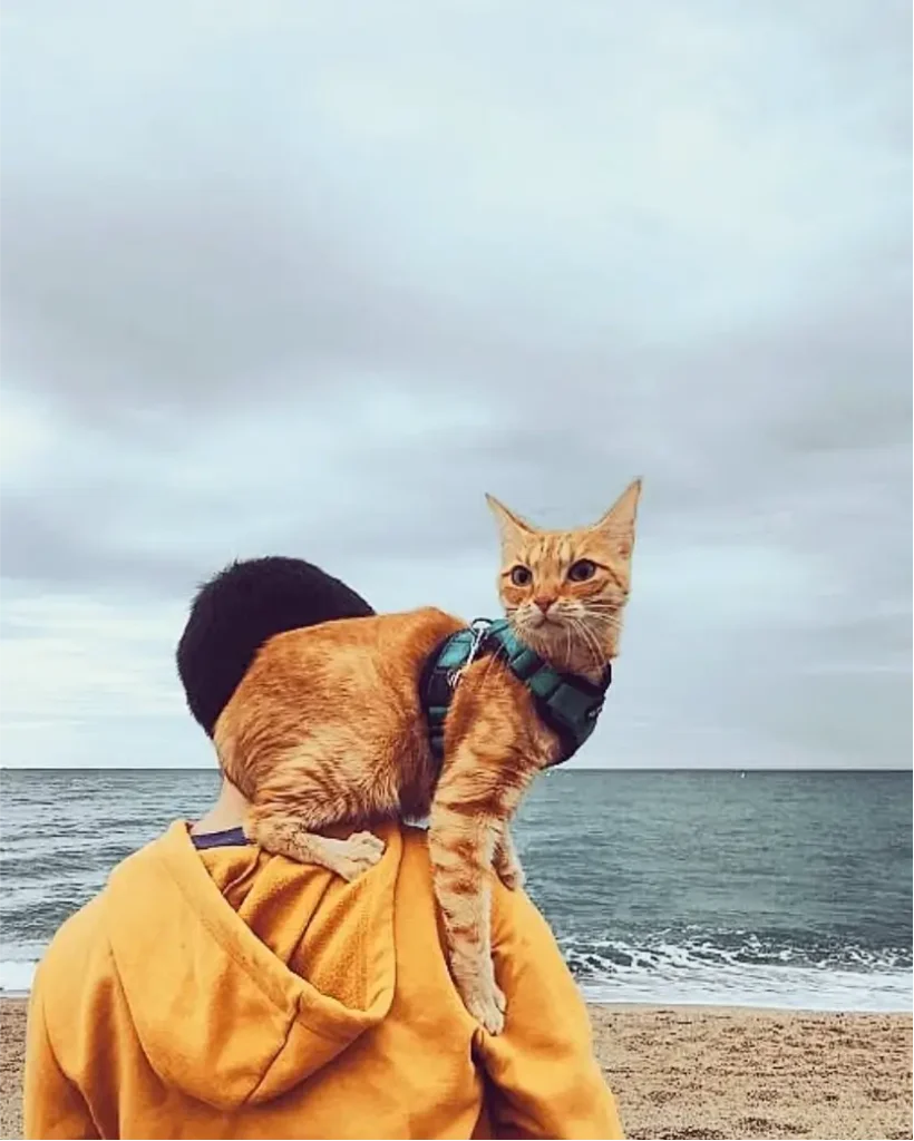 Anthony avec chat Sibouille sur le dos. A la plage. Pet sitter à Valence - Garde La Truffe