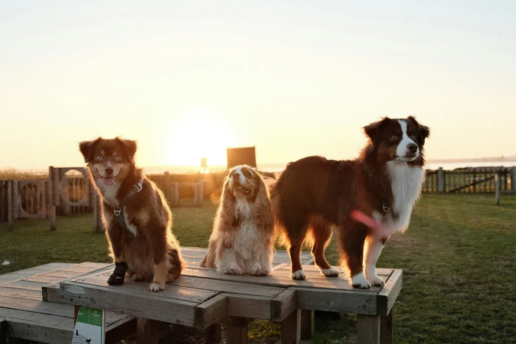 Image de chiens pour Visites à domicile et promenade à Valence